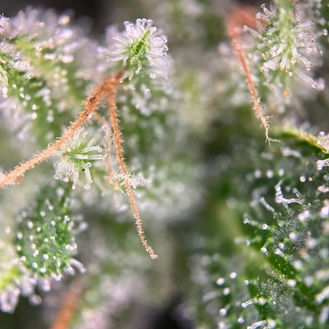 Royal critical growlog timeline photo