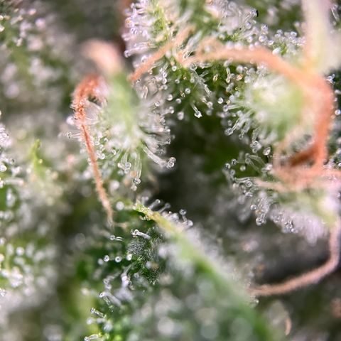 Royal critical growlog timeline photo