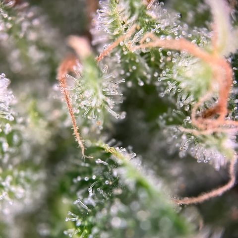 Royal critical growlog timeline photo