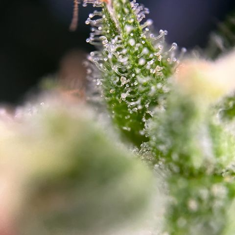 Royal Cookies auto growlog timeline photo
