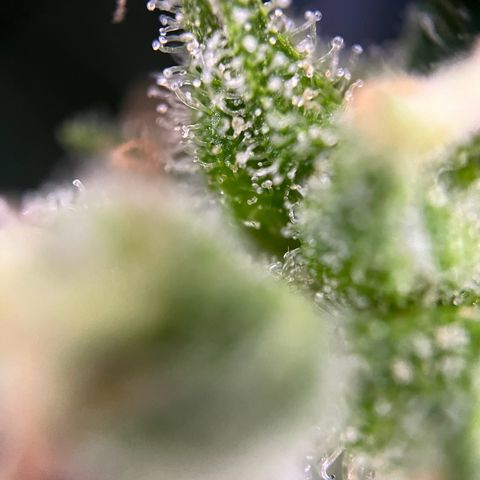 Royal Cookies auto growlog timeline photo