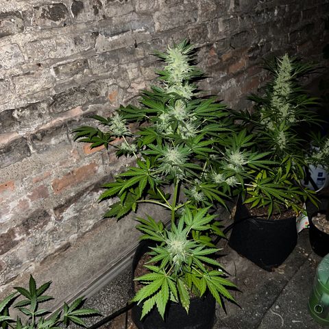 Royal critical growlog timeline photo