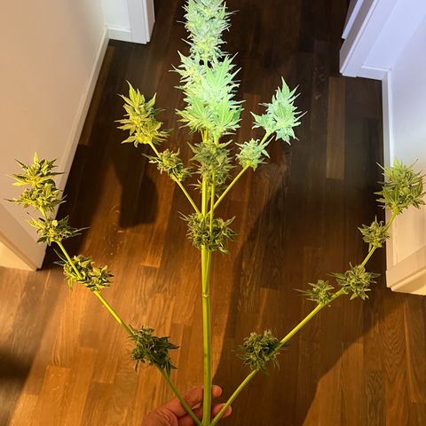 Royal critical growlog timeline photo
