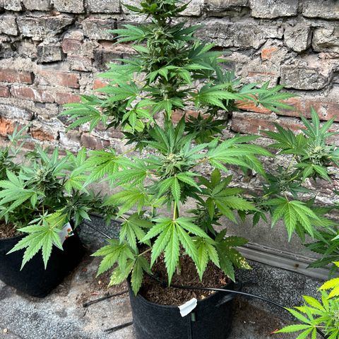 Royal critical growlog timeline photo