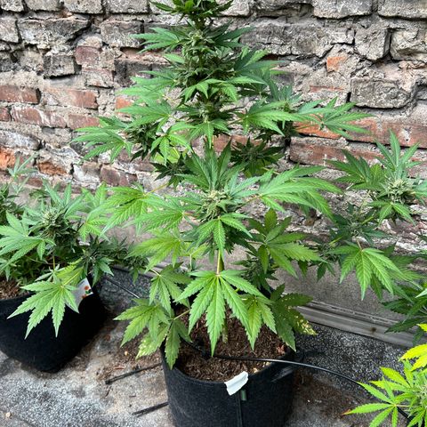 Royal critical growlog timeline photo