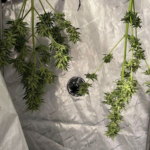 Royal critical growlog timeline photo