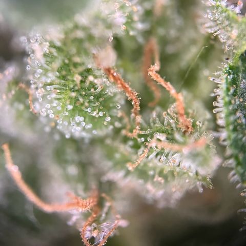 Royal critical growlog timeline photo