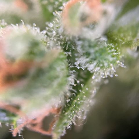 Royal Cookies auto growlog timeline photo