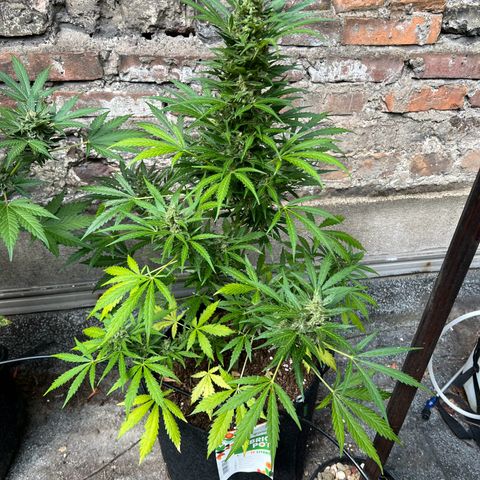 Royal Cookies auto growlog timeline photo