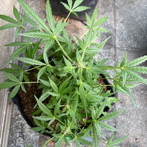 Mimosa  growlog timeline photo