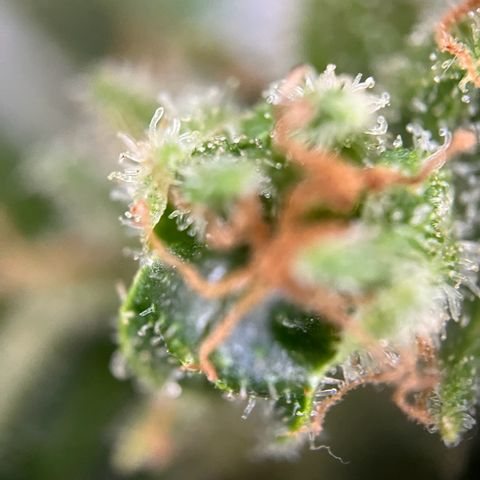 Royal Cookies auto growlog timeline photo