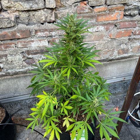 Royal Cookies auto growlog timeline photo