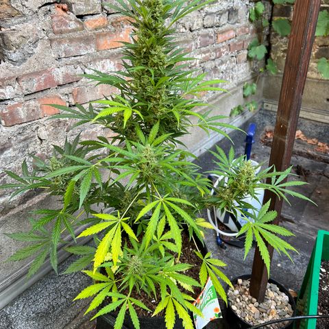 Royal Cookies auto growlog timeline photo