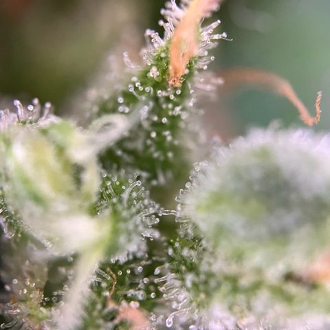 Royal Cookies auto growlog timeline photo
