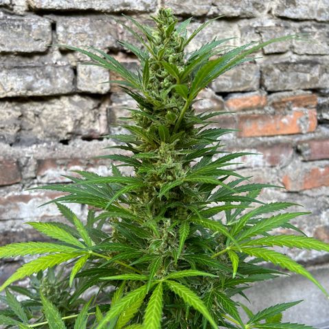 Royal Cookies auto growlog timeline photo