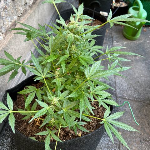 Mimosa  growlog timeline photo