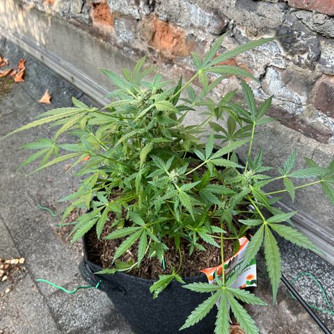 Mimosa  growlog timeline photo