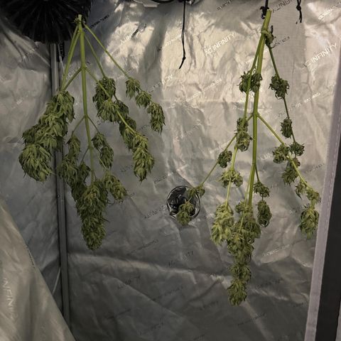 Royal critical growlog timeline photo