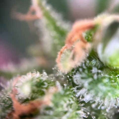 Royal Cookies auto growlog timeline photo