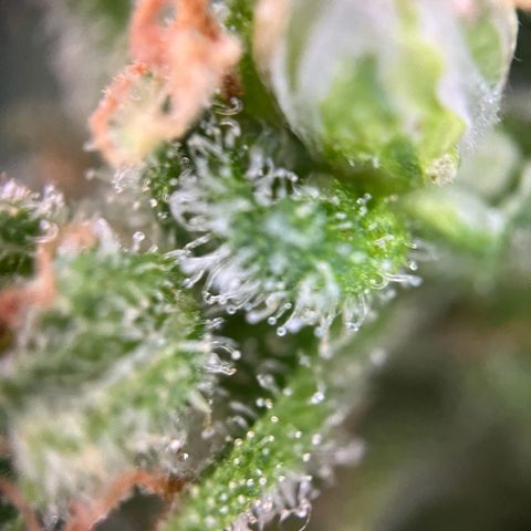 Royal Cookies auto growlog timeline photo