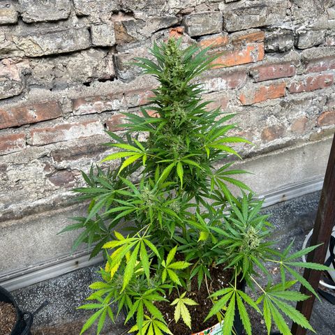 Royal Cookies auto growlog timeline photo