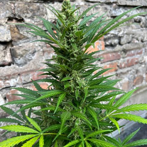 Royal Cookies auto growlog timeline photo