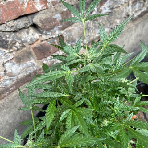 Mimosa  growlog timeline photo