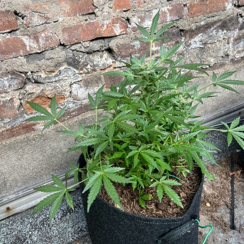Mimosa  growlog timeline photo