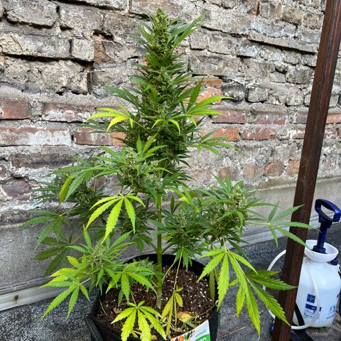 Royal Cookies auto growlog timeline photo