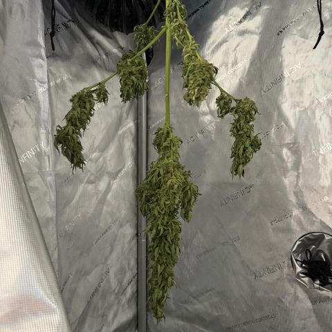 Royal Cookies auto growlog timeline photo