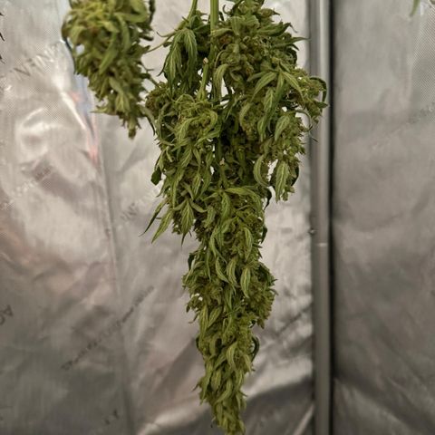 Royal Cookies auto growlog timeline photo
