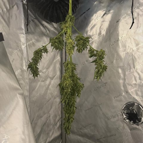 Royal Cookies auto growlog timeline photo