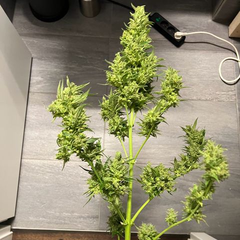 Royal Cookies auto growlog timeline photo