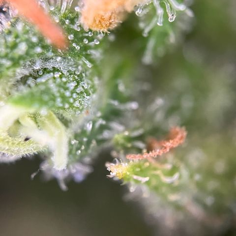 Royal Cookies auto growlog timeline photo