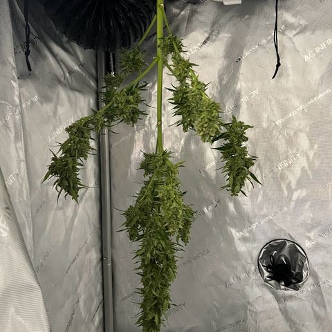 Royal Cookies auto growlog timeline photo