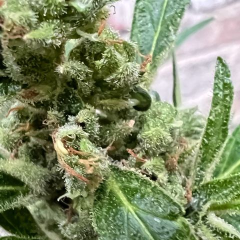 Royal Cookies auto growlog timeline photo