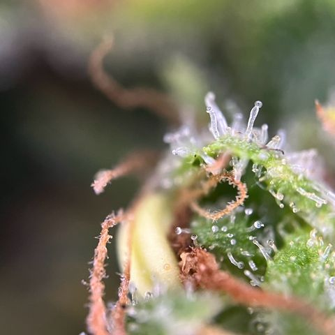 Royal Cookies auto growlog timeline photo