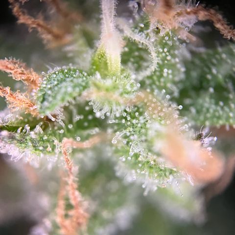 Royal Cookies auto growlog timeline photo