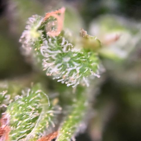 Royal Cookies auto growlog timeline photo
