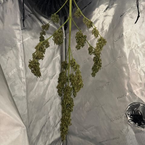 Royal Cookies auto growlog timeline photo