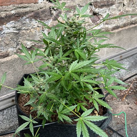 Mimosa  growlog timeline photo