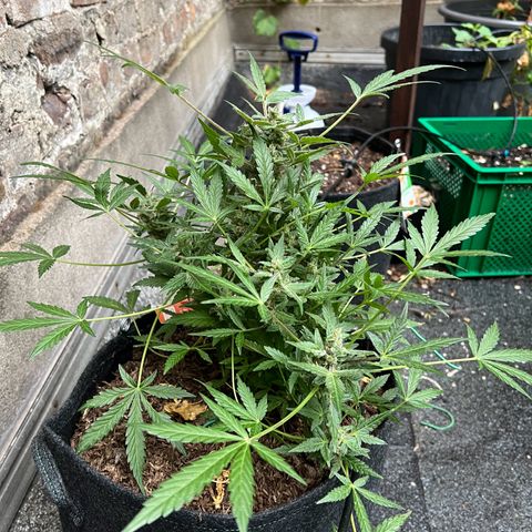 Mimosa  growlog timeline photo