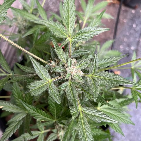 Mimosa  growlog timeline photo