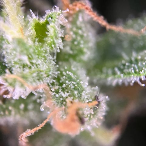 Mimosa  growlog timeline photo