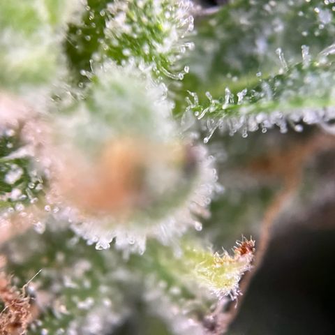 Mimosa  growlog timeline photo