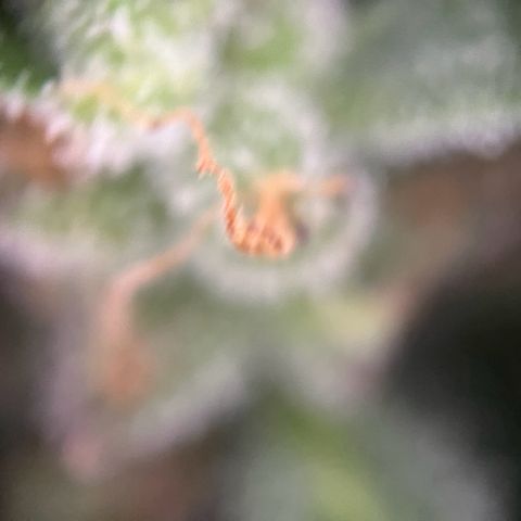 Mimosa  growlog timeline photo