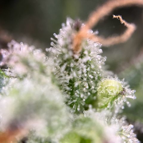Mimosa  growlog timeline photo