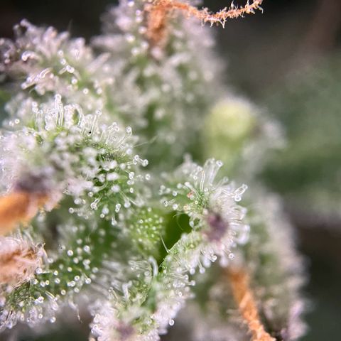 Mimosa  growlog timeline photo