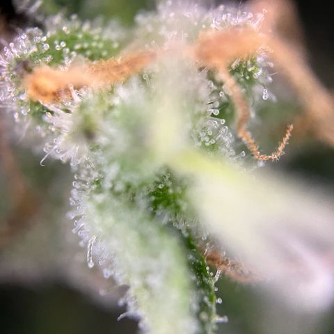 Mimosa  growlog timeline photo