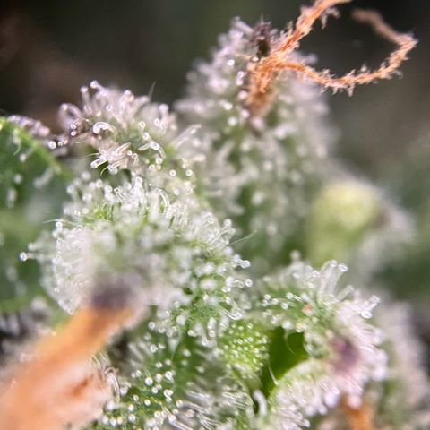 Mimosa  growlog timeline photo